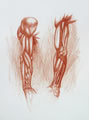 Michael Hensley Drawings, Human Anatomy 32
